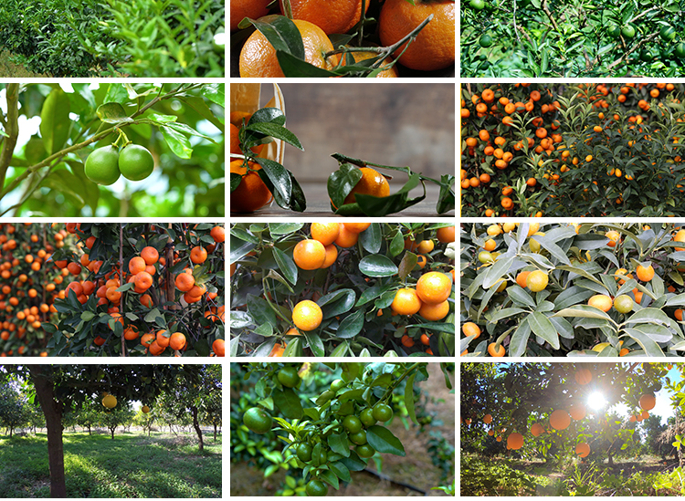 橘子桔子树上果子果实橘子园果园蜜桔子金桔新鲜水果实拍视频素材