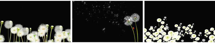 唯美蒲公英飞舞上升飘落漂浮特效后期合成带透明通道MOV视频素材