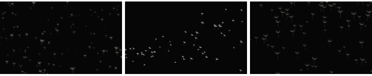 唯美蒲公英飞舞上升飘落漂浮特效后期合成带透明通道MOV视频素材