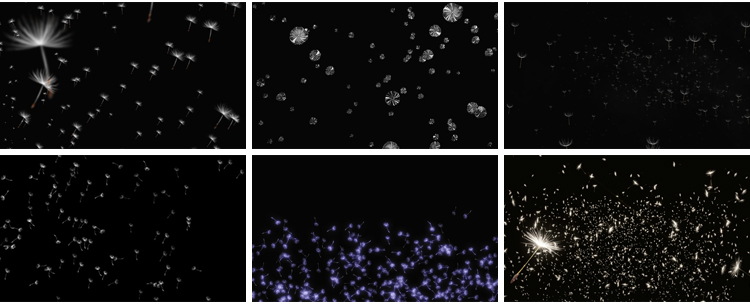 唯美蒲公英飞舞上升飘落漂浮特效后期合成带透明通道MOV视频素材