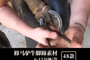 修马驴牛脚蹄素材