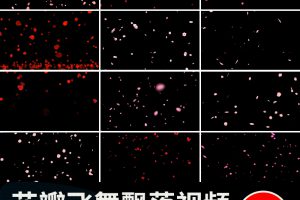 花瓣花朵飞舞飘落动态桃花玫瑰花特效动画pr_ae透明通道视频素材