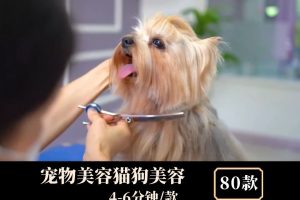 宠物美容猫狗美容中视频素材