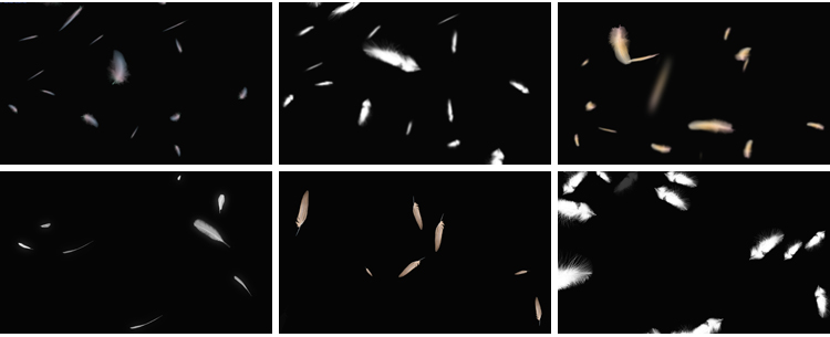 白色羽毛飘落掉落飘落彩色飞舞元素特效果透明通道pr_ae视频素材