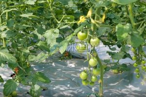 小番茄科学培育大棚生产系列视频素材