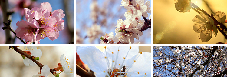 杏花花朵绽放特写春天春意盎然美景粉红白杏花盛开实拍短视频素材