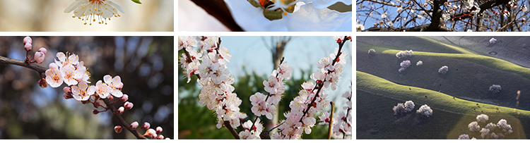 杏花花朵绽放特写春天春意盎然美景粉红白杏花盛开实拍短视频素材