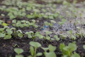 现代农业灌溉中幼苗大棚生产系列视频素材