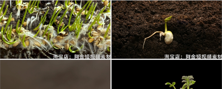 绿色植物生长破土而出种子发芽幼苗快速长大延时抖音短视频素材