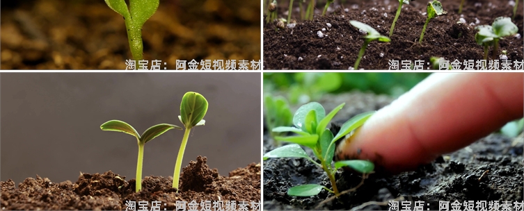 绿色植物生长破土而出种子发芽幼苗快速长大延时抖音短视频素材