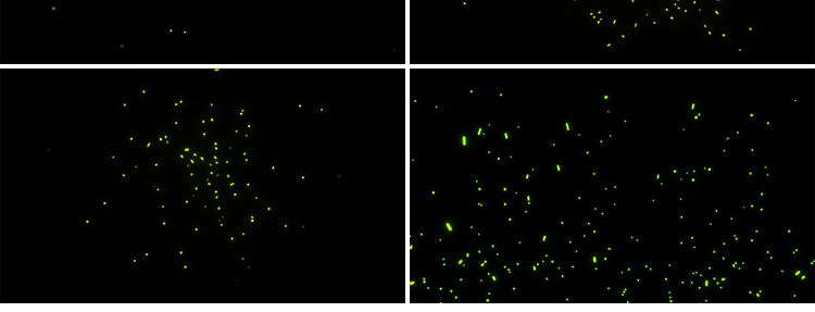 萤火虫夜晚发光飞舞粒子特效果动画MOV透明通道pr_ae合成视频素材