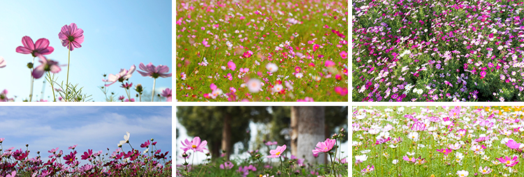 格桑花植物花草唯美春天鲜花开放盛开花朵花海风景实拍短视频素材