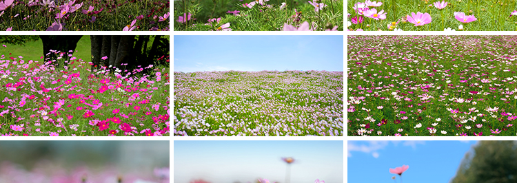 格桑花植物花草唯美春天鲜花开放盛开花朵花海风景实拍短视频素材