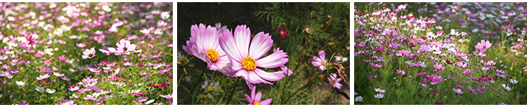 格桑花植物花草唯美春天鲜花开放盛开花朵花海风景实拍短视频素材