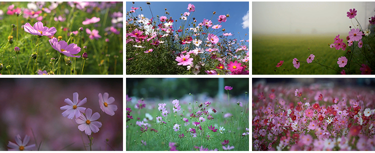 格桑花植物花草唯美春天鲜花开放盛开花朵花海风景实拍短视频素材