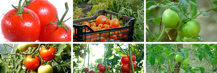 实拍西红柿新鲜番茄有机绿色蔬菜地大棚农业种植采摘果实视频素材