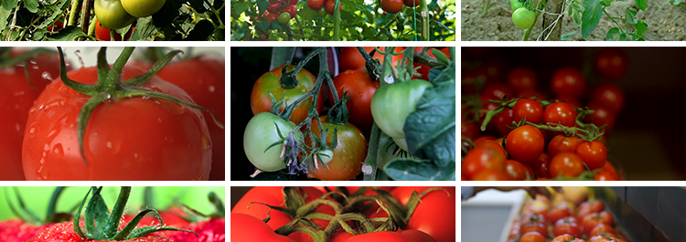 实拍西红柿新鲜番茄有机绿色蔬菜地大棚农业种植采摘果实视频素材