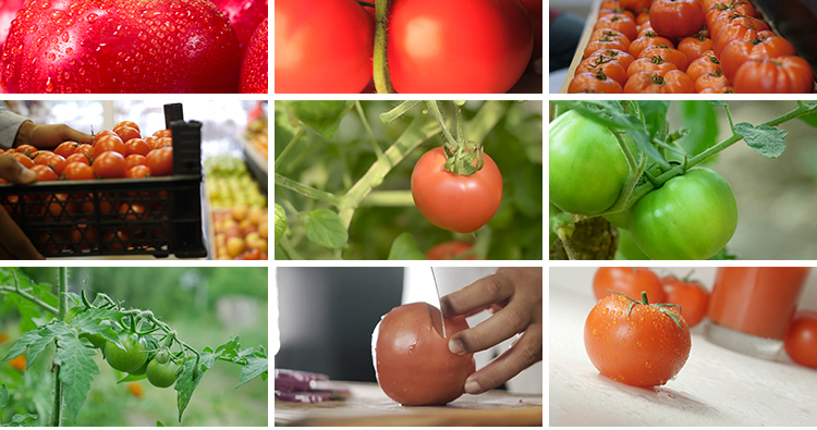 实拍西红柿新鲜番茄有机绿色蔬菜地大棚农业种植采摘果实视频素材