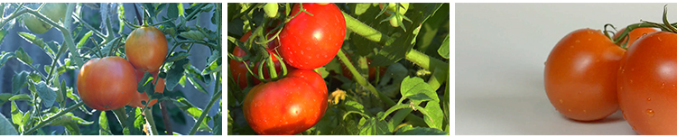 实拍西红柿新鲜番茄有机绿色蔬菜地大棚农业种植采摘果实视频素材