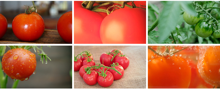 实拍西红柿新鲜番茄有机绿色蔬菜地大棚农业种植采摘果实视频素材