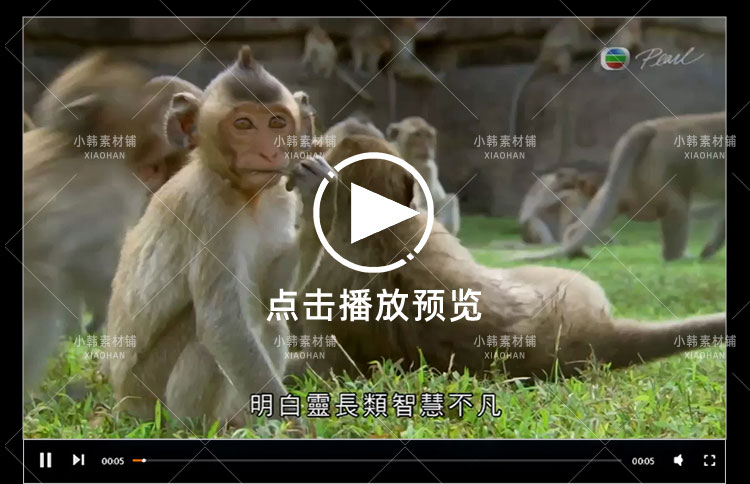 BBC动物探索纪录片猴子大观全3集中视频自媒体解说高清视频素材