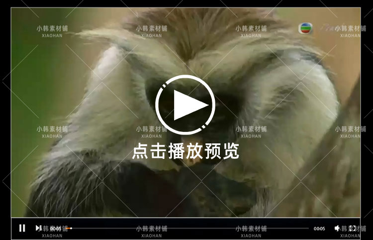 BBC动物探索纪录片猴子大观全3集中视频自媒体解说高清视频素材