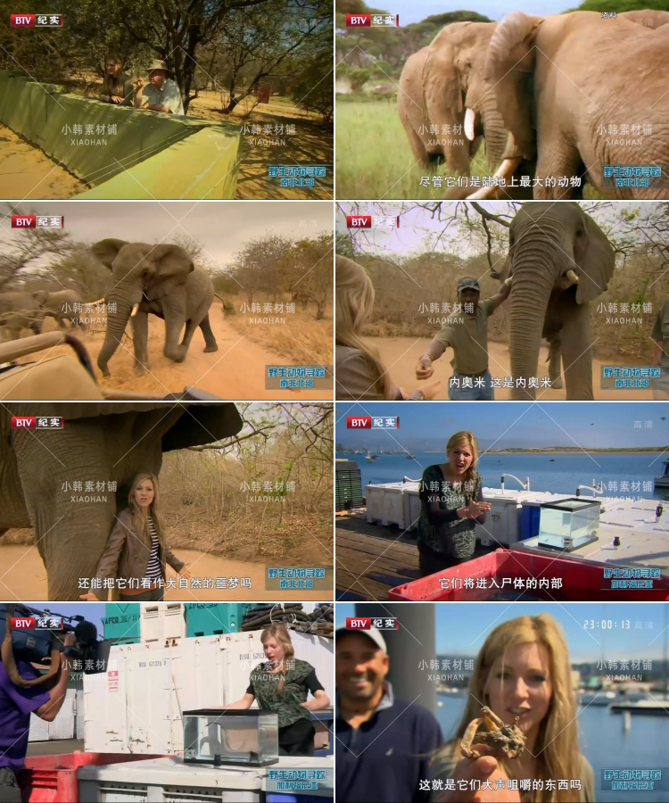 BBC野生动物寻踪纪录片娜奥米的自然恶梦中视频自媒体视频素材