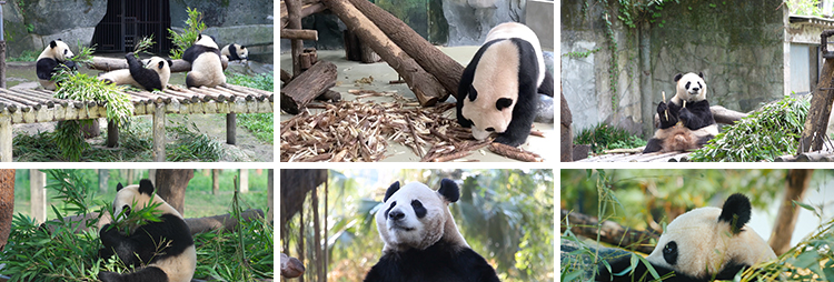 四川成都大熊猫动物园基地国宝吃竹子睡觉玩耍保护动物短视频素材