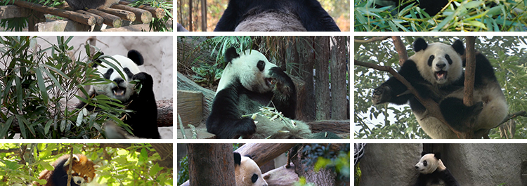 四川成都大熊猫动物园基地国宝吃竹子睡觉玩耍保护动物短视频素材