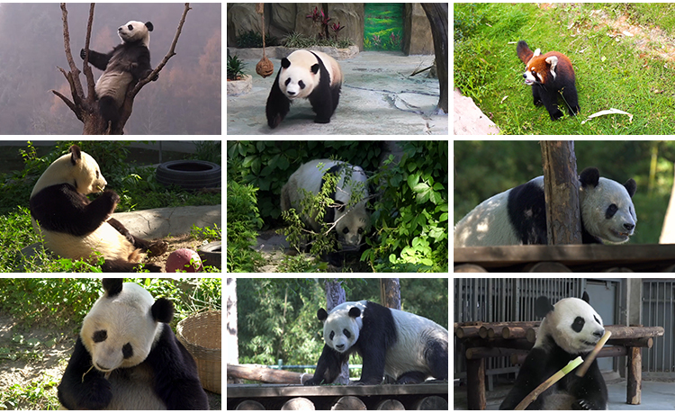 四川成都大熊猫动物园基地国宝吃竹子睡觉玩耍保护动物短视频素材