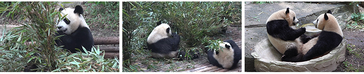 四川成都大熊猫动物园基地国宝吃竹子睡觉玩耍保护动物短视频素材