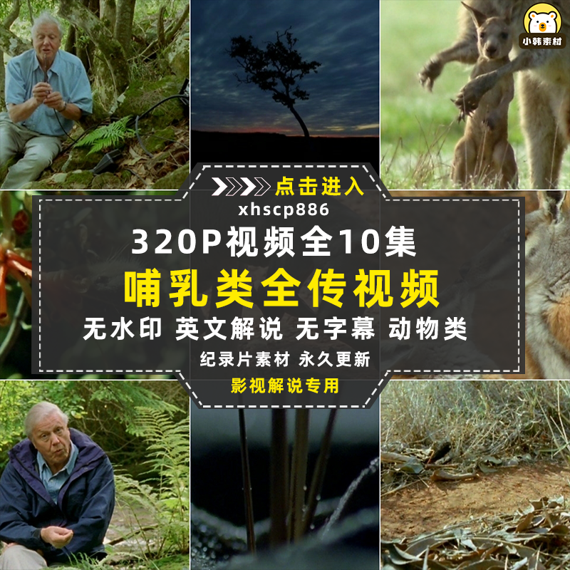 BBC野生动物纪录片哺乳类全传中视频自媒体解说高清剪辑视频素材