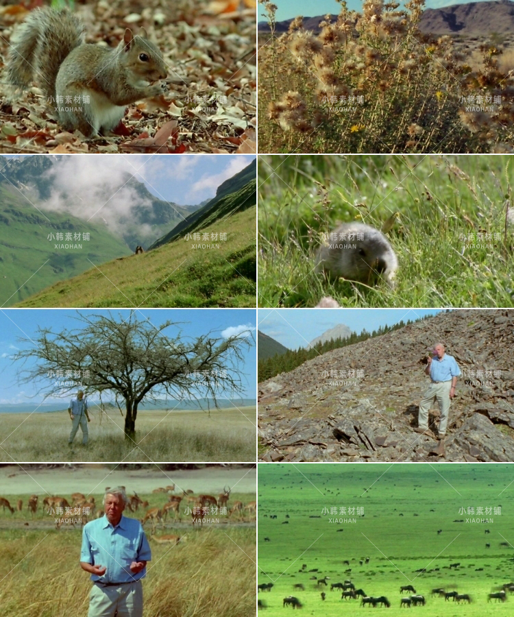 BBC野生动物纪录片哺乳类全传中视频自媒体解说高清剪辑视频素材