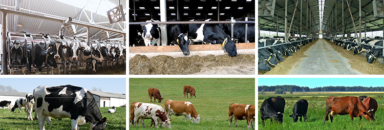 牛奶乳业奶牛牧场现代畜牧科技生态养殖草原草地奶牛挤奶实拍视频