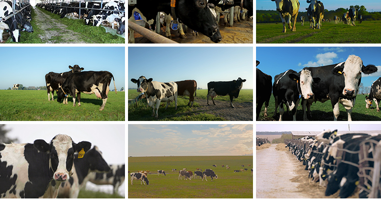 牛奶乳业奶牛牧场现代畜牧科技生态养殖草原草地奶牛挤奶实拍视频