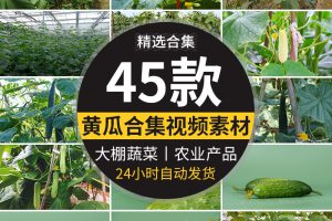 新鲜蔬菜水果黄瓜大棚种植黄瓜架农业产品特写高清实拍短视频素材