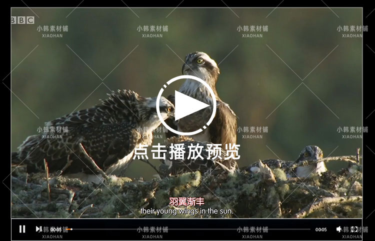 BBC野生动物纪录片高地苏格兰狂野之心中视频自媒体解说视频素材