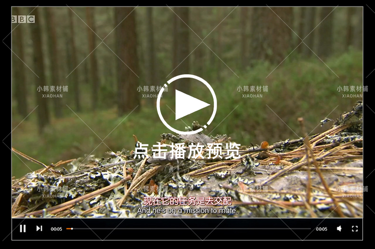 BBC野生动物纪录片高地苏格兰狂野之心中视频自媒体解说视频素材