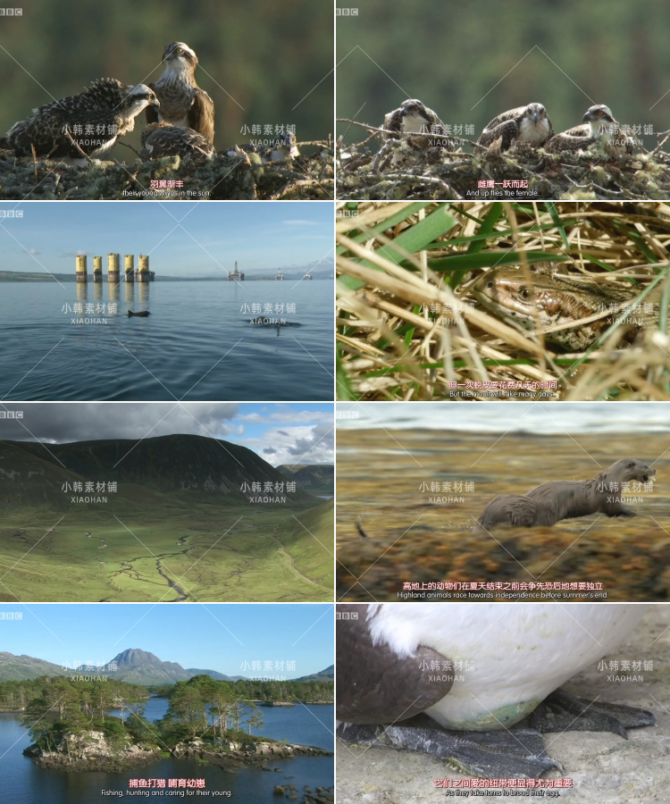 BBC野生动物纪录片高地苏格兰狂野之心中视频自媒体解说视频素材