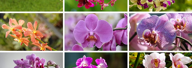 春天盛开兰花兰草花卉粉红黄紫色花朵花瓣植物特写摄影图片照素材