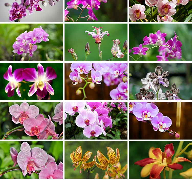 春天盛开兰花兰草花卉粉红黄紫色花朵花瓣植物特写摄影图片照素材