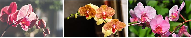 春天盛开兰花兰草花卉粉红黄紫色花朵花瓣植物特写摄影图片照素材