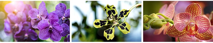 春天盛开兰花兰草花卉粉红黄紫色花朵花瓣植物特写摄影图片照素材