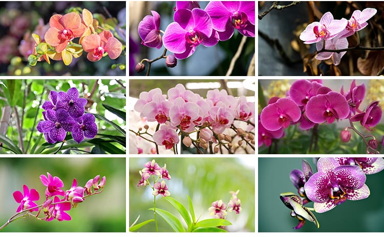 春天盛开兰花兰草花卉粉红黄紫色花朵花瓣植物特写摄影图片照素材