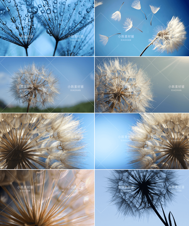 141张唯美蒲公英横版高清抖音自媒体pr剪辑背景图片素材