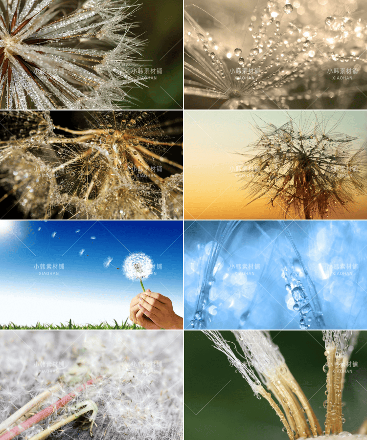 141张唯美蒲公英横版高清抖音自媒体pr剪辑背景图片素材