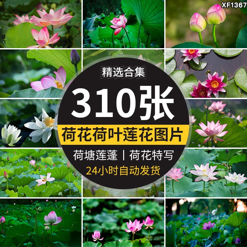 荷花荷叶粉红白色荷塘夏日莲蓬莲花植物特写实拍摄影照片图片素材