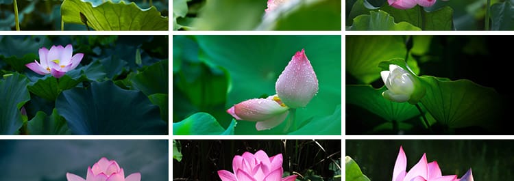 荷花荷叶粉红白色荷塘夏日莲蓬莲花植物特写实拍摄影照片图片素材