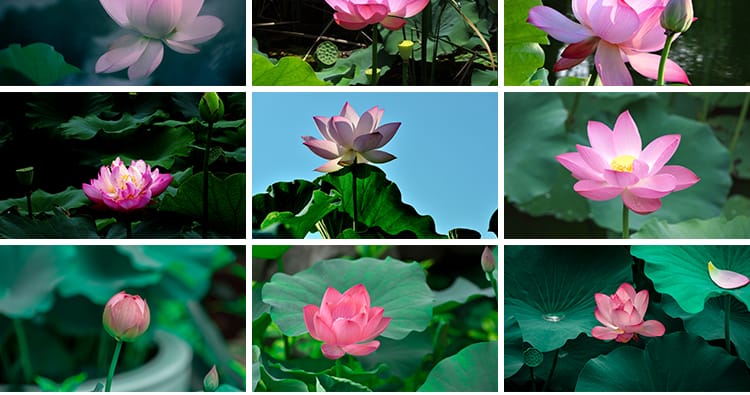 荷花荷叶粉红白色荷塘夏日莲蓬莲花植物特写实拍摄影照片图片素材