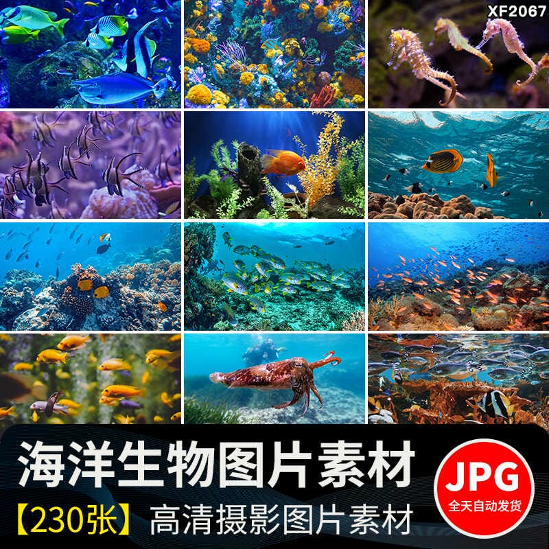 海底世界生物水母鲸鱼鲨鱼海洋动物珊瑚鱼儿鱼类鱼群照片图片素材